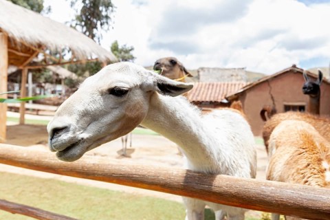 Alpaca and Llama Farm, near Cusco, Peru