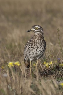 Kaptriel (Burhinus capensis), South Africa