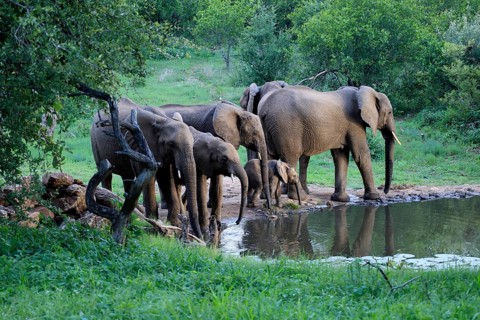 African elephant (Loxodonta africana), adult, calves, herd, by the water, drinking, Kruger National