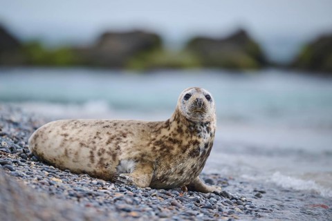 Grey seal (Halichoerus grypus) on the beach on the edge of the water with the sea in the