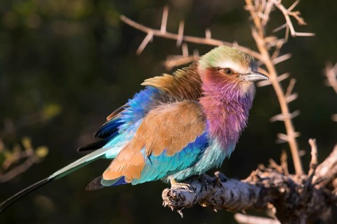 Africa, Botswana, Fork-tailed Roller, Coracias caudatus, Botswana