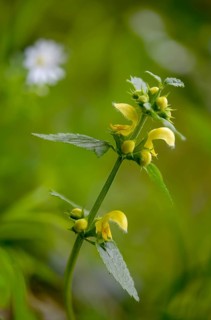 Real golden nettle, galeobdolone luteum, galeobdolone luteum agg., golden deaf nettle, golden