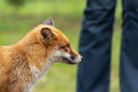 Red fox (Vulpes vulpes) adult animal in a public park with a person in the background, England,