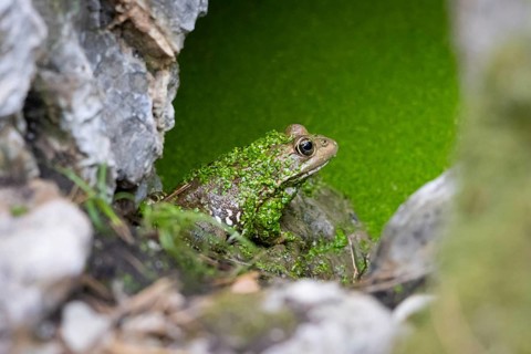 A toad sits in a pond on a rock in Majorca in the La Reserva nature park Park, La Reserva Park,