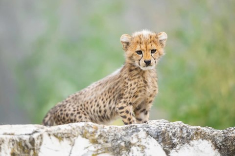 Cheetah (Acinonyx jubatus) youngster standing on a rock, captive, occurrence Africa