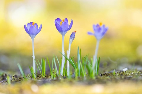 Flowering crocuses (Crocus) in the garden in springtime on a sunny day, Bavaria, Germany