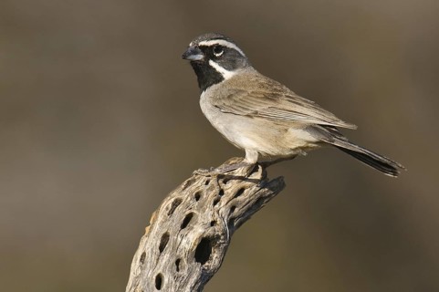 Black-throated Sparrow (Amphispiza bilineata), Arizona, USA