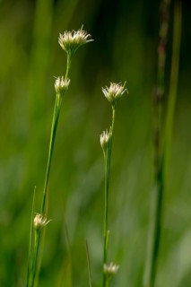 Cyperaceae, Rhynchospora Alba, Sour Grass, White Beak, White Beak Ried, Flora, High Size, Portrait,