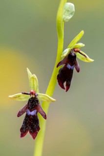 Fly ragwort, ophrys insectifera, orchidaceae, orchids, orchid, flora, fly orchid, high size,