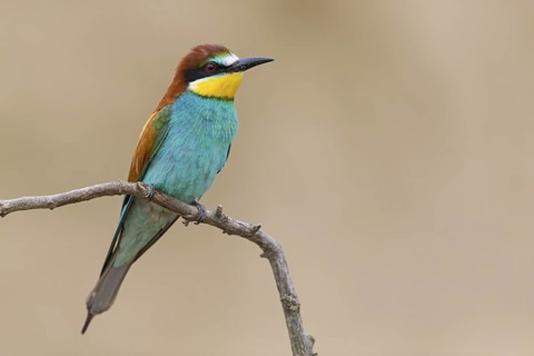 Bee-eater, (Merops apiaster), Animals, Birds, Raptor family, Perching station, Muselievo,