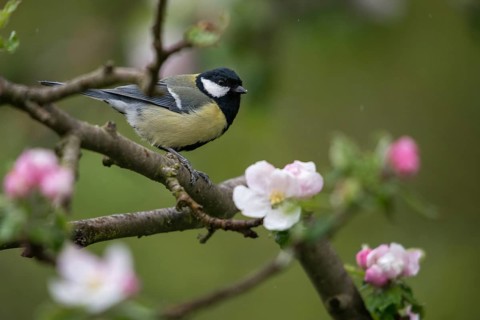 Great tit, great tit, fruit tree blossom, parus major, birds, spring, garden birds, tits, passeri,