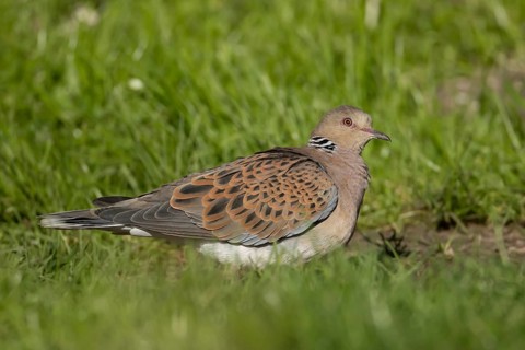 European turtle dove (Streptopelia turtur) adult bird on grassland, England, United Kingdom