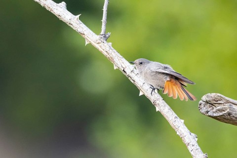 Black redstart (Phoenicurus ochruros) Germany