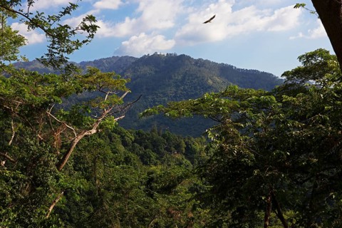 Densely overgrown hills in Blue and John Crow Montains National Park, Portland Parish, Saint Mary