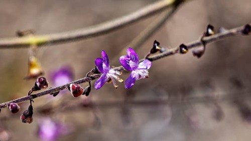 Close-up of purple flowers on a twig against a soft, blurred background, creating a delicate and