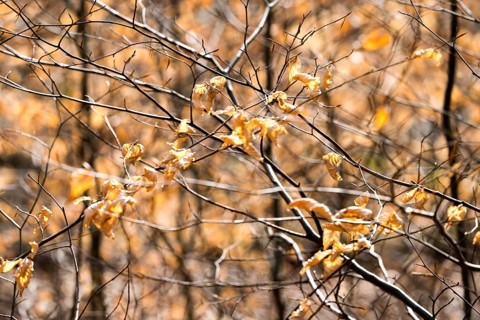 Details, Primeval forest Urwald Sababurg, Hofgeismar, Weser Uplands, Weserbergland, Hesse, Germany