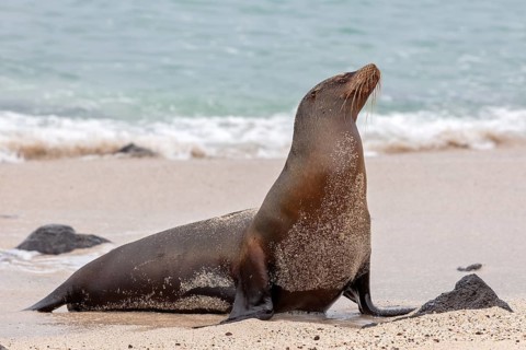 Sea lions (Zalophus wollebaeki), San Cristobal, Galapagos, Ecuador