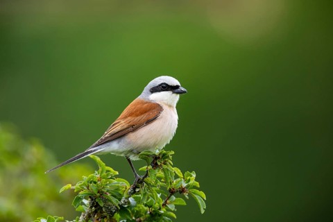 Red-backed shrike (Lanius collurio) ml Germany