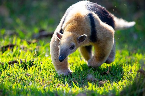 Southern tamandua (Tamandua tetradactyla) Pantanal Brazil