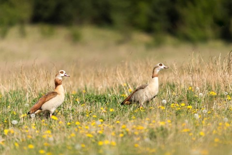 Alopoch aegyptiacus, Egyptian goose, Nile goose, Anatidae, birds, duckbirds, goose, geese, birds,