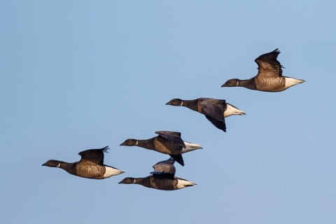 Brant Goose (Branta bernicla) group flying, Netherlands