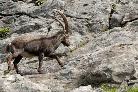 Capricorn, Captive