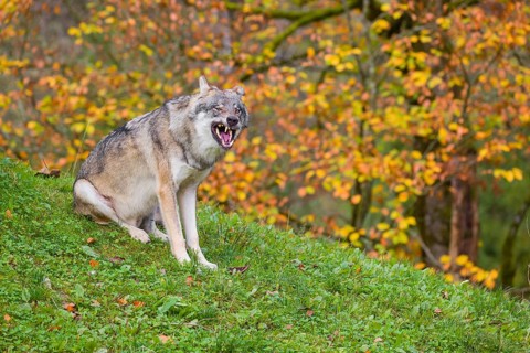 An adult male eurasian gray wolf (Canis lupus lupus) sits on a green meadow on hilly terrain. A