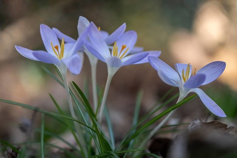 Elf crocus (Crocus tommasinianus), Emsland, Lower Saxony, Germany