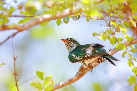 Golden cuckoo, Afrotropical species, family of golden cuckoos, cuckoo, (Chrysococcyx caprius), Wadi