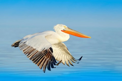 Bird landing to the blue lake water. Bird fly. Dalmatian pelican, Pelecanus crispus, landing in