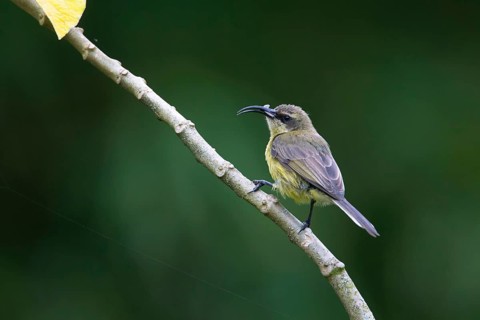 Bronzy Sunbird (Nectarinia kilimensis) female perched on a branch with insect in beak, Uganda