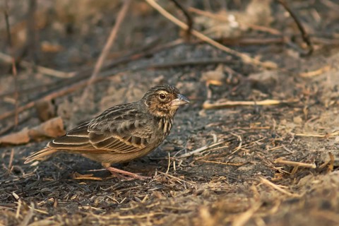 Bengal Bush Lark (Mirafra assamica), Darjeeling, India