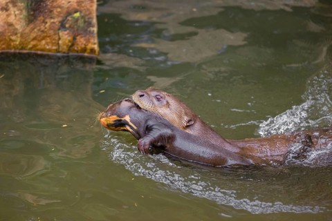 An adult giant otter or giant river otter (Pteronura brasiliensis) swims in a small river carrying