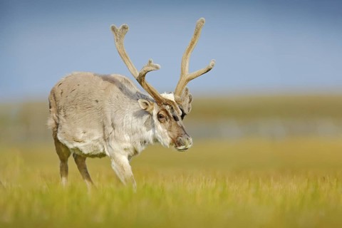 Wild animal from Norway. Reindeer, Rangifer tarandus, with massive antlers in the green grass and