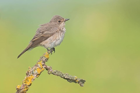 Spotted Flycatcher (Muscicapa striata) perched on a branch, Aosta Valley, Italy