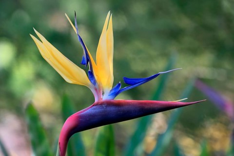 Bird of paradise flower (Strelitzia reginae), flower, in bloom, Kirstenbosch Botanical Gardens,