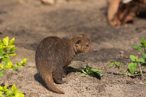 One common kusimanse (Crossarchus obscurus), also known as the long-nosed kusimanse, cusimanse or