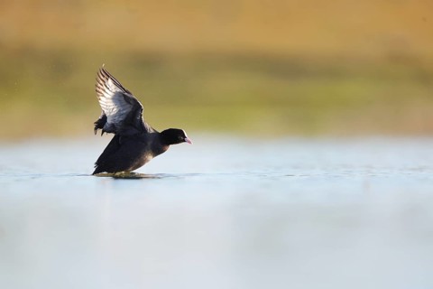 A serene image of a European coot gliding gracefully over the water in Puebla de BeleÃ±a, Spain.