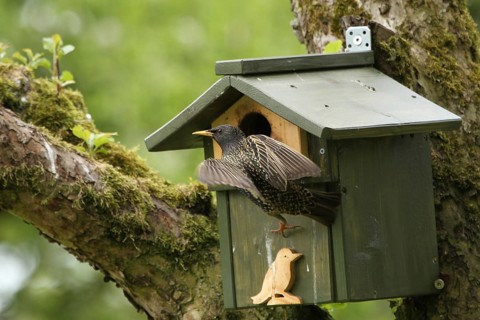 Common Starling (Sturnus vulgaris) at nesting box, Lower Saxony, Germany