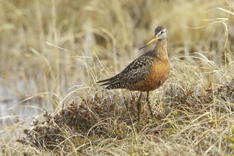 Hudsonian Godwit (Limosa haemastica) male, Manitoba, Canada