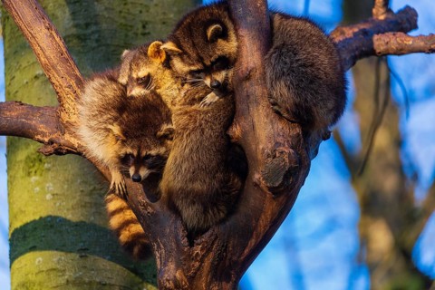 A group of raccoons sitting high in a tree
