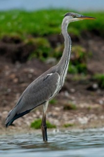 Ardea cinerea, heron, gray heron, birds, ciconiiformes, high size, portrait, heron, walking birds,