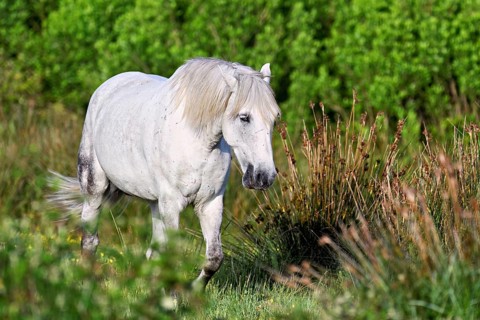 Camargue horse (Equus caballus), mare running across a meadow, Saintes-Marie-de-la-Mer, Camargue,