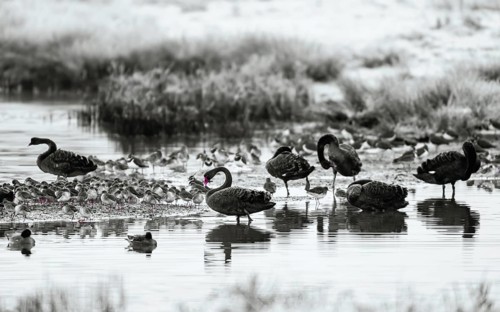 Black Swan, Cygnus atratus, birds on a winter marshes at dawn in black and white