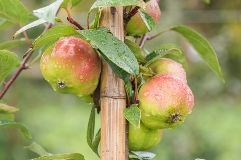 Apple (Malus domestica 'Api Étoilé'), Cambridge Botanical Garden, Germany