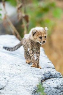 Cheetah (Acinonyx jubatus) youngster walking on a rock, captive, occurrence Africa