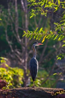 One Grey Heron, Ardea cinerea, stands on a rock, green leaves in backlight are around him