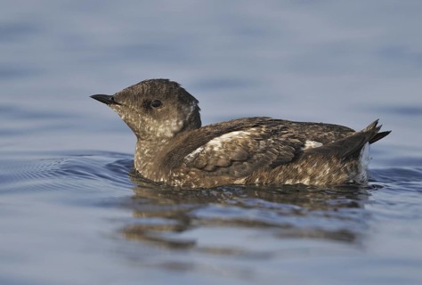 Marbled Murrelet (Brachyramphus marmoratus), British Columbia, Canada