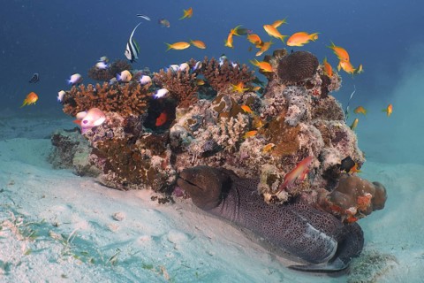Giant moray eel (Gymnothorax javanicus)