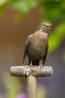 Eurasian blackbird (Turdus merula) adult female garden bird on a fork handle, England, United